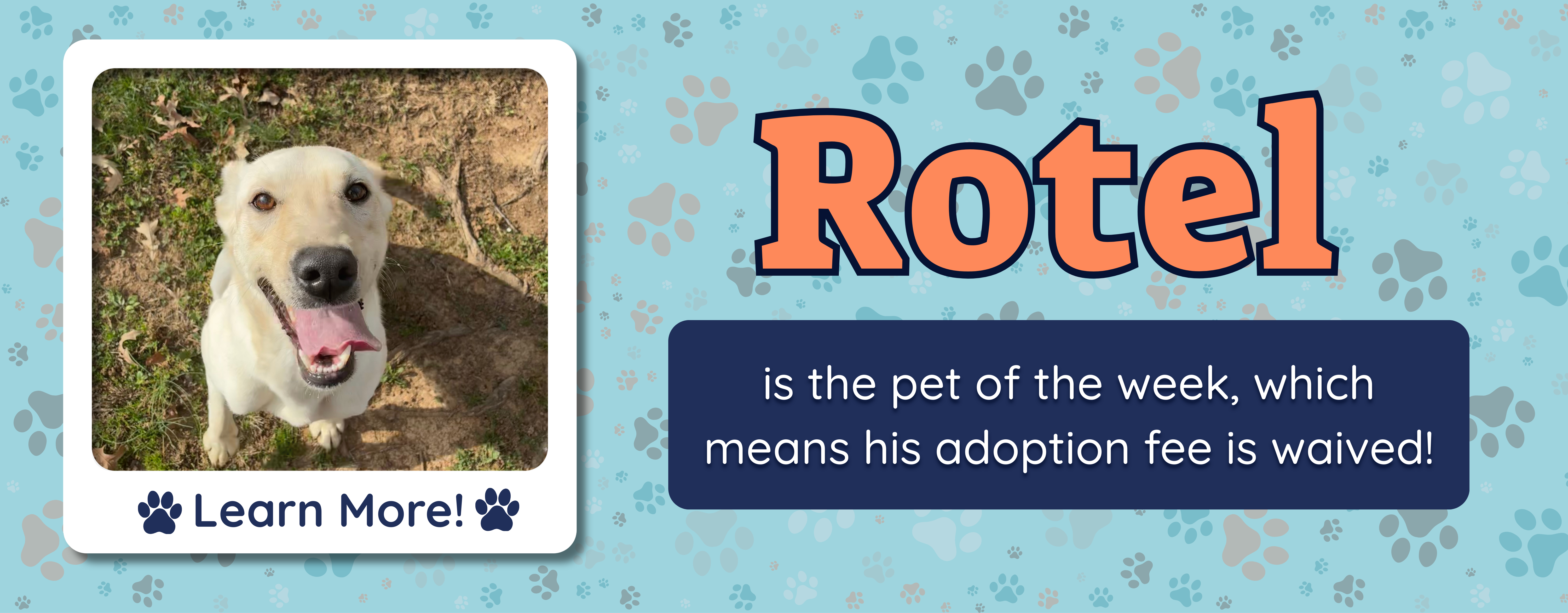 Rotel: Pet of the Week