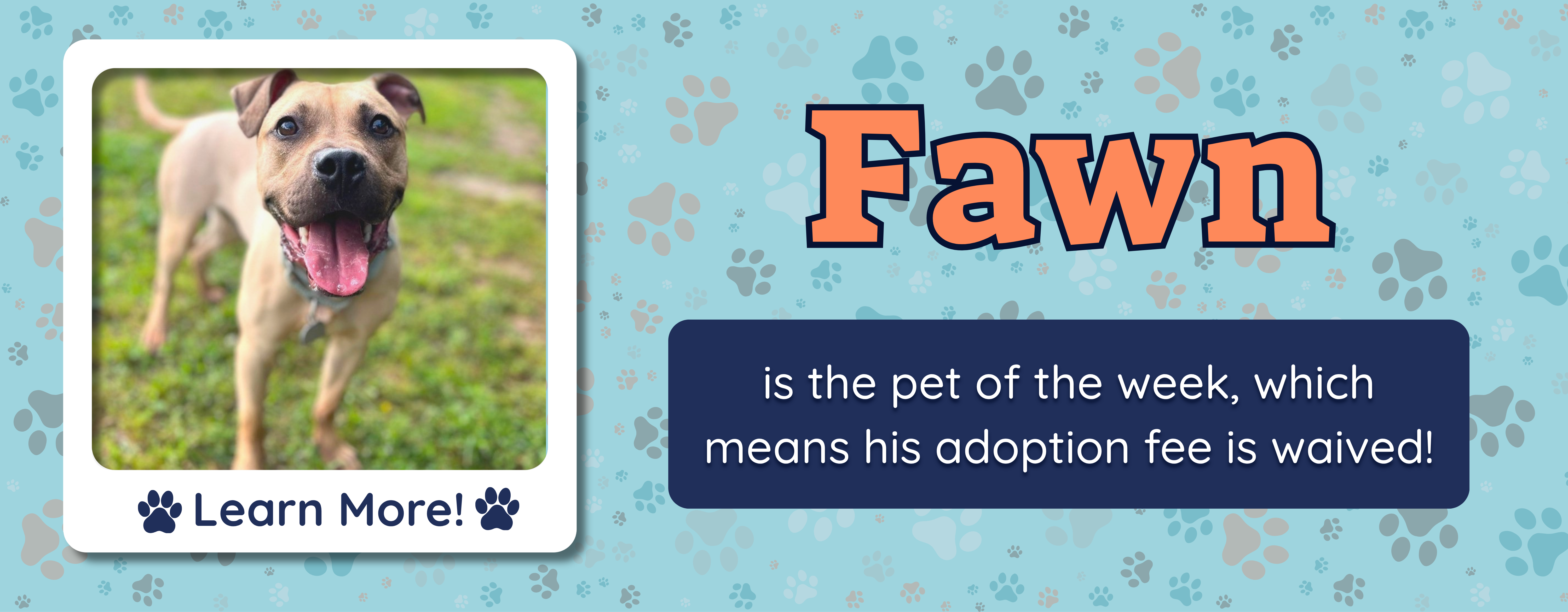 pet of the week banner