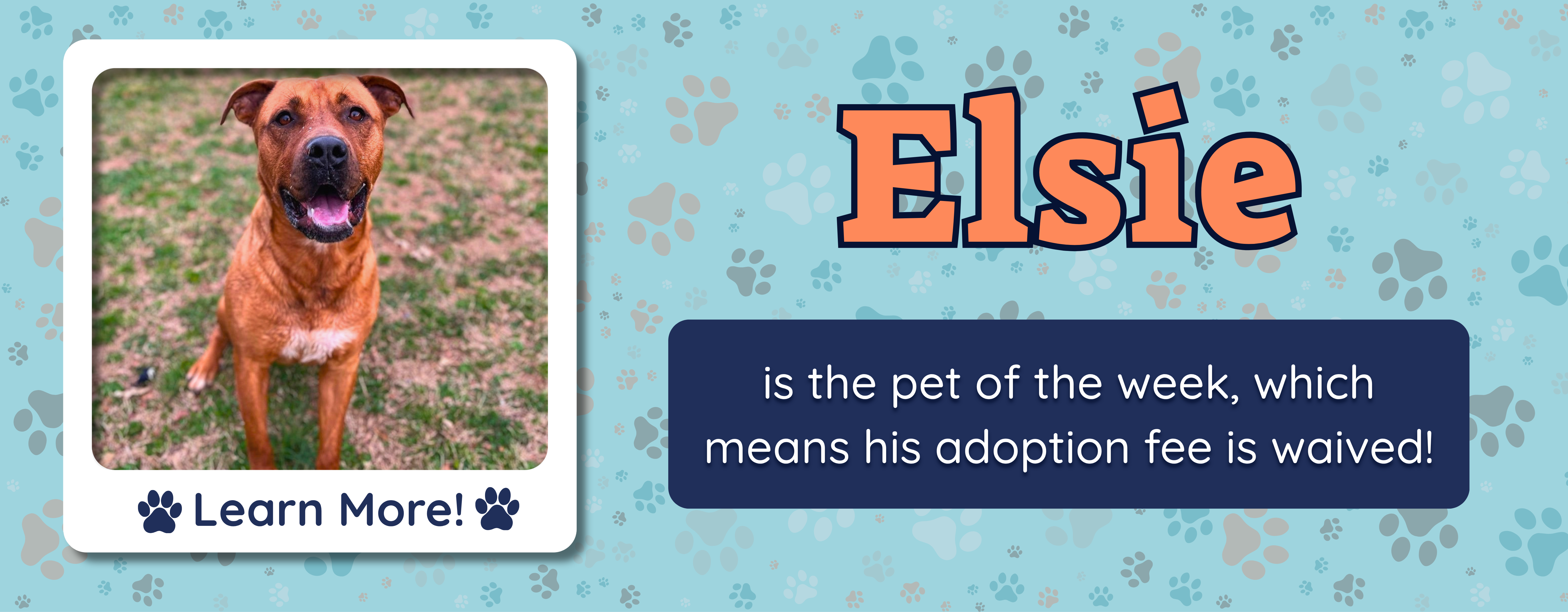 pet of the week banner