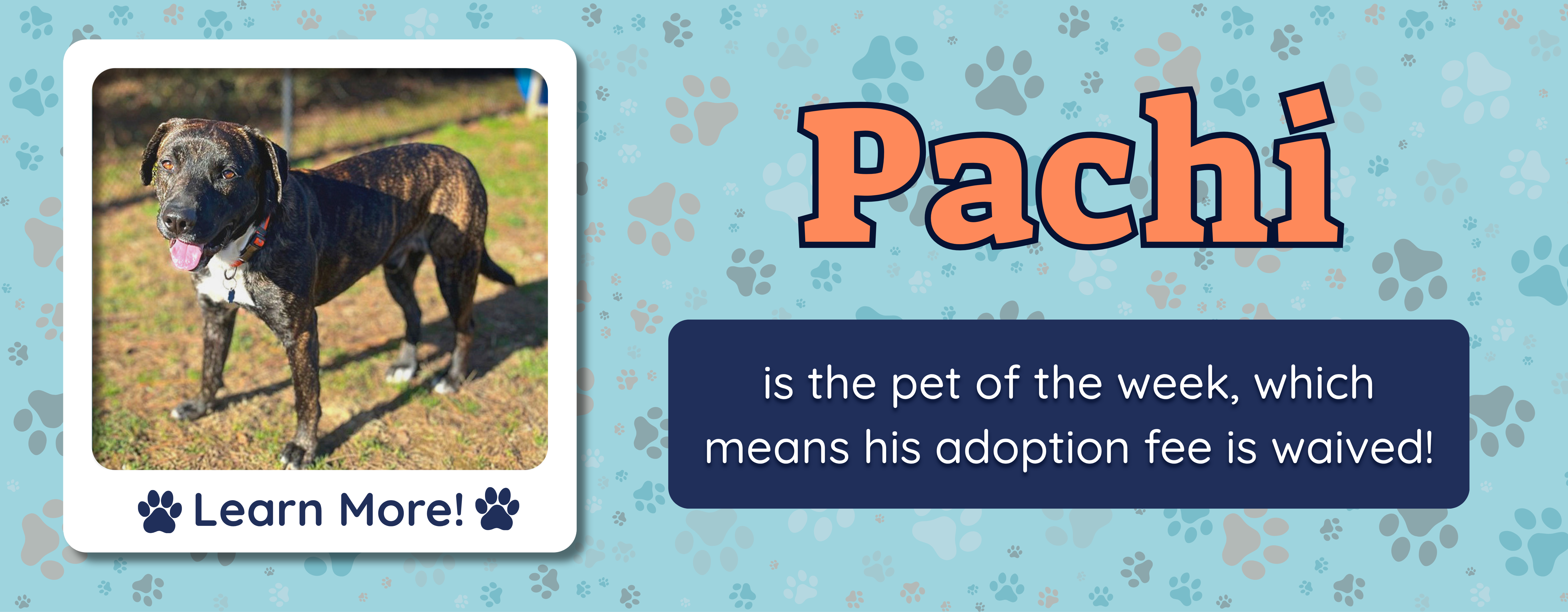 pet of the week banner
