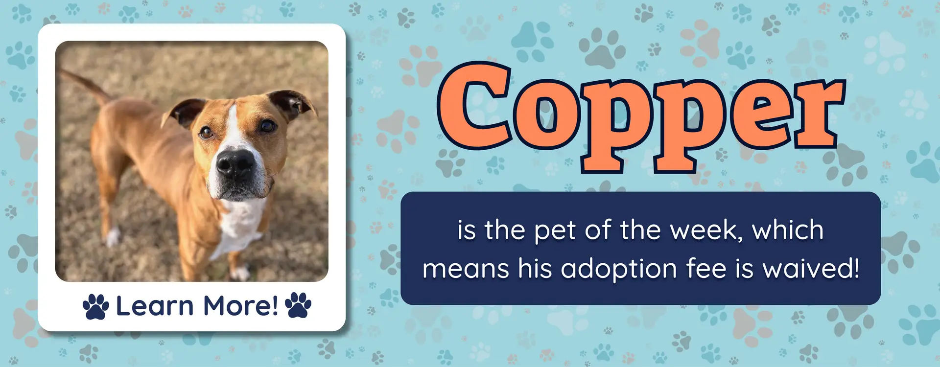 pet of the week banner