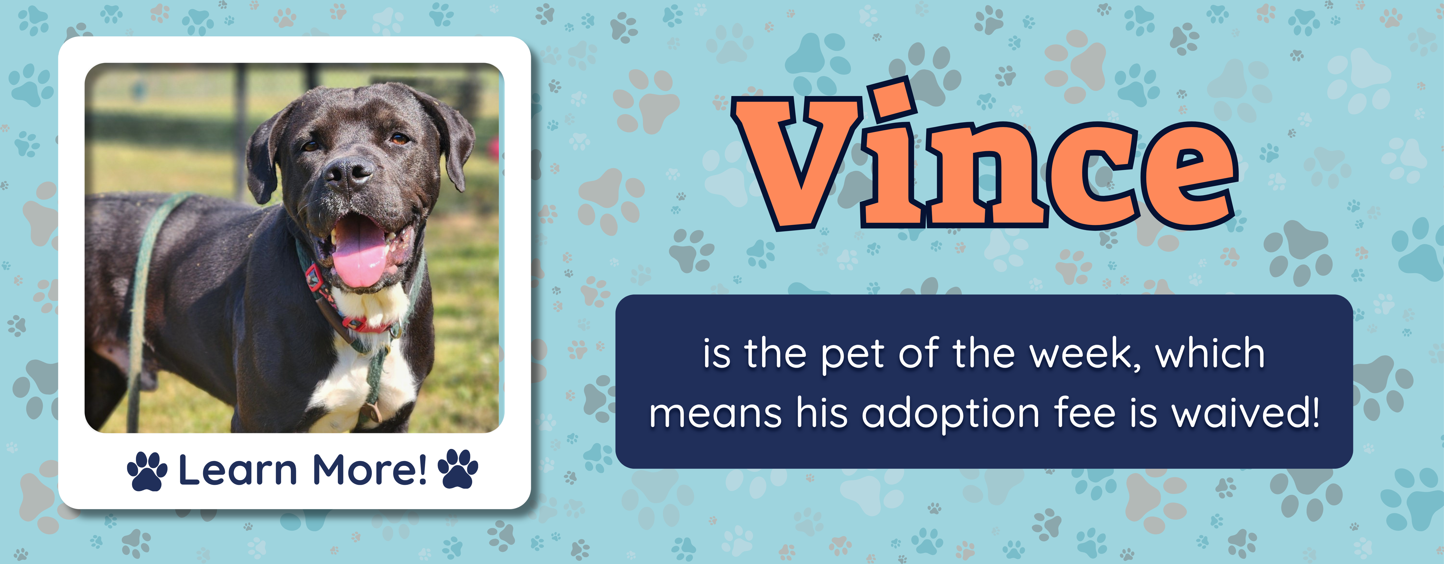 Pet of the week