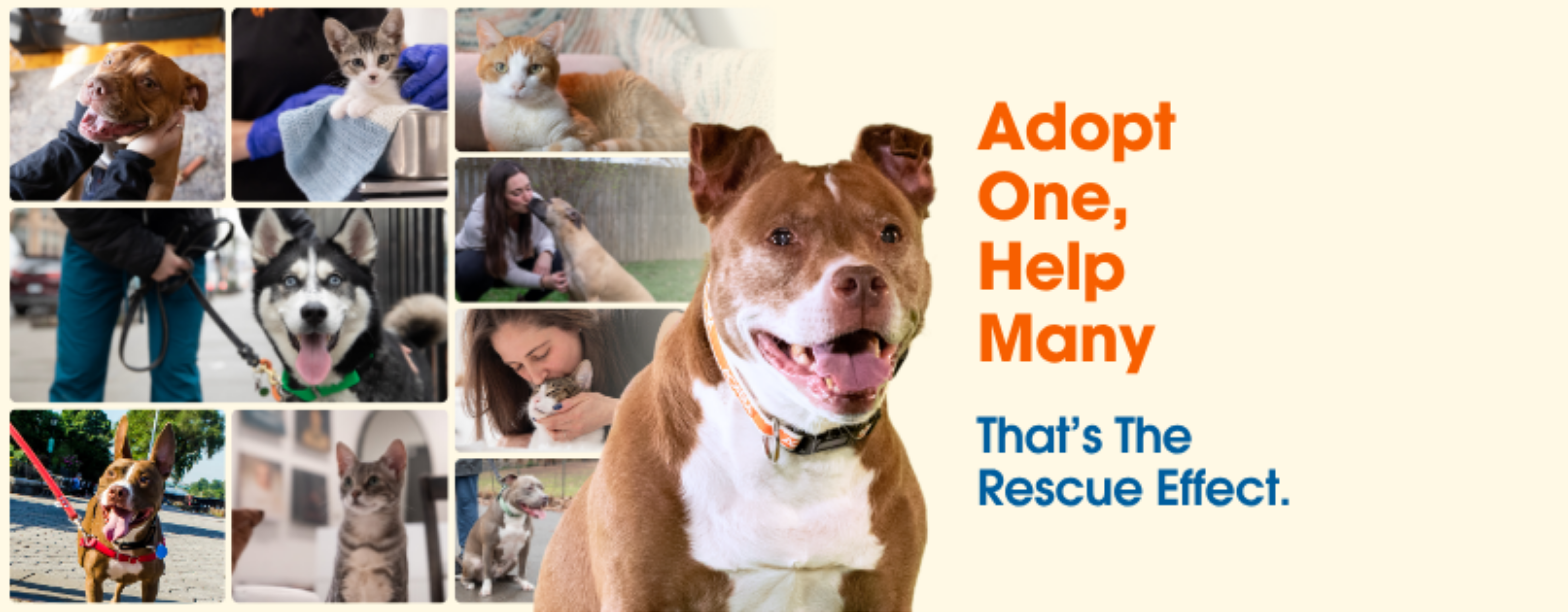 ASPCA Adoption Event