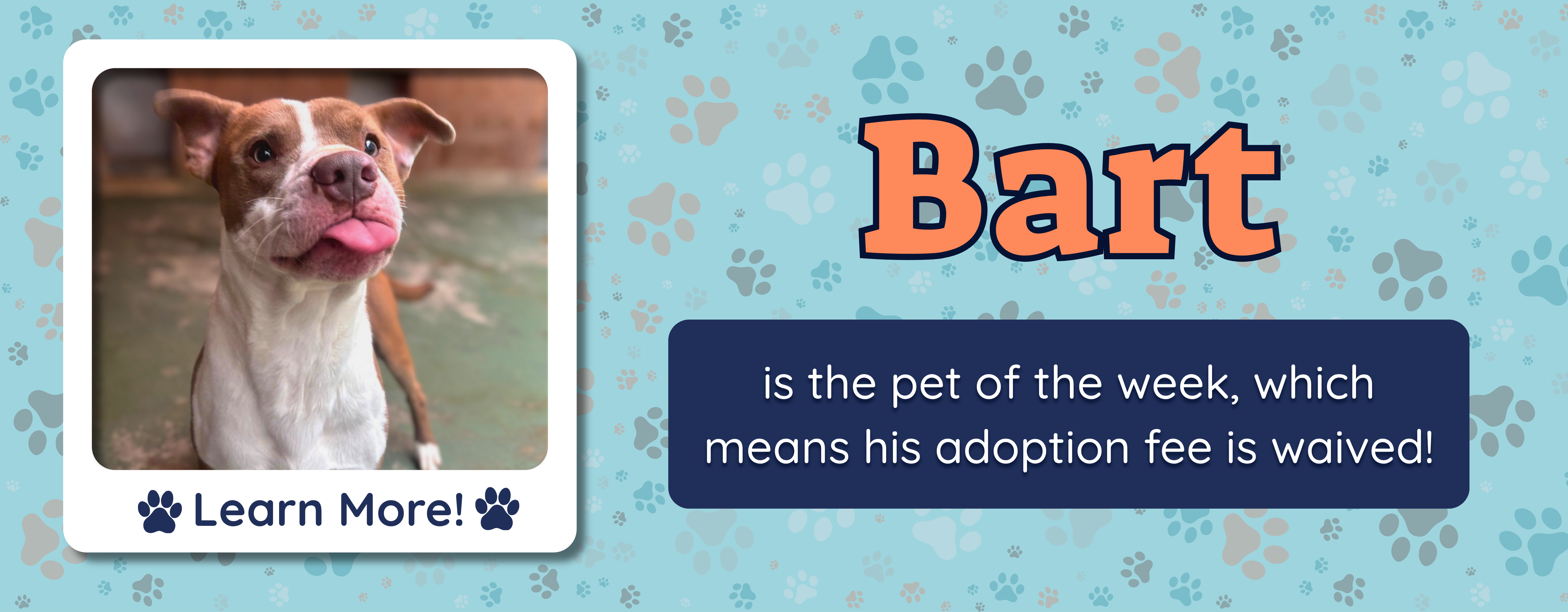 Pet of the week
